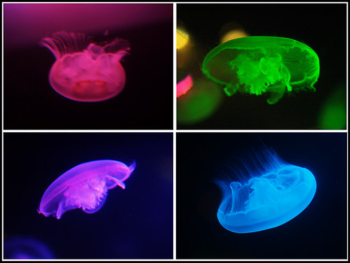 jellyfish (by plateaukao)