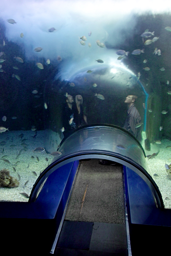 aquarium-Valencia