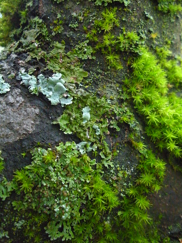 Lichen and Moss on oak