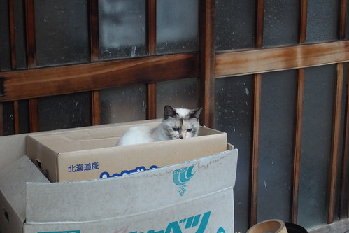 Today's Cat@2010-02-11