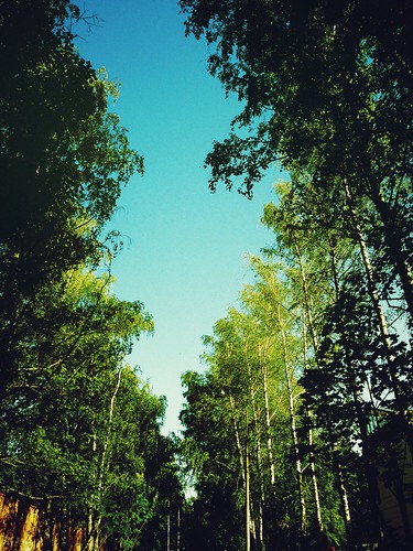 #Green #forest & #blue #Sky ©  NO PHOTOGRAPHER