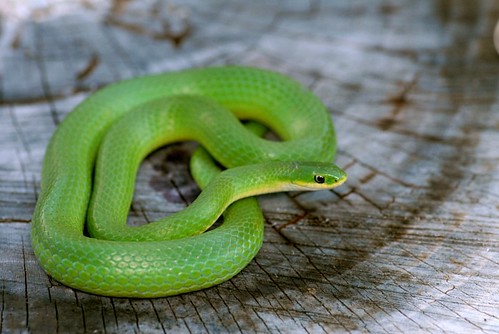 Opheodrys vernalis (smooth green snake)