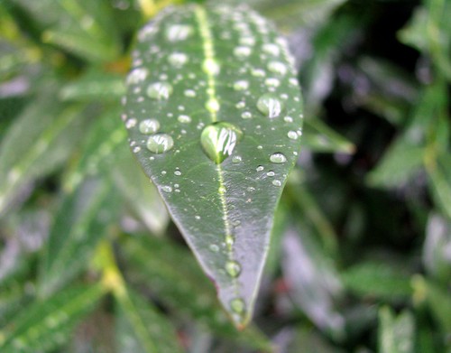 Leaf with Droplet