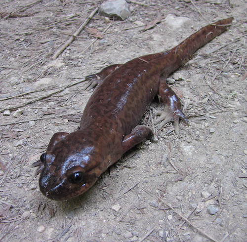 california giant salamander