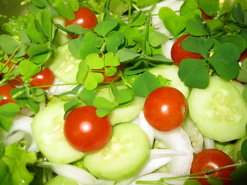 Salad with Wood Sorrel