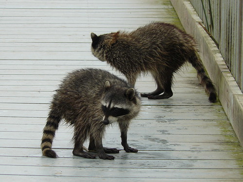 Oso Flaco Lake Raccoons.