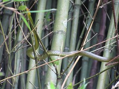 snake in the bamboo