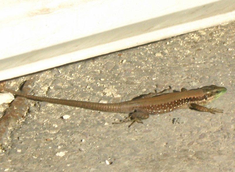 21-11-2009-lizard