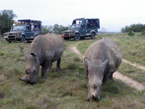 Nashorn-Paar mit Auto-Paar