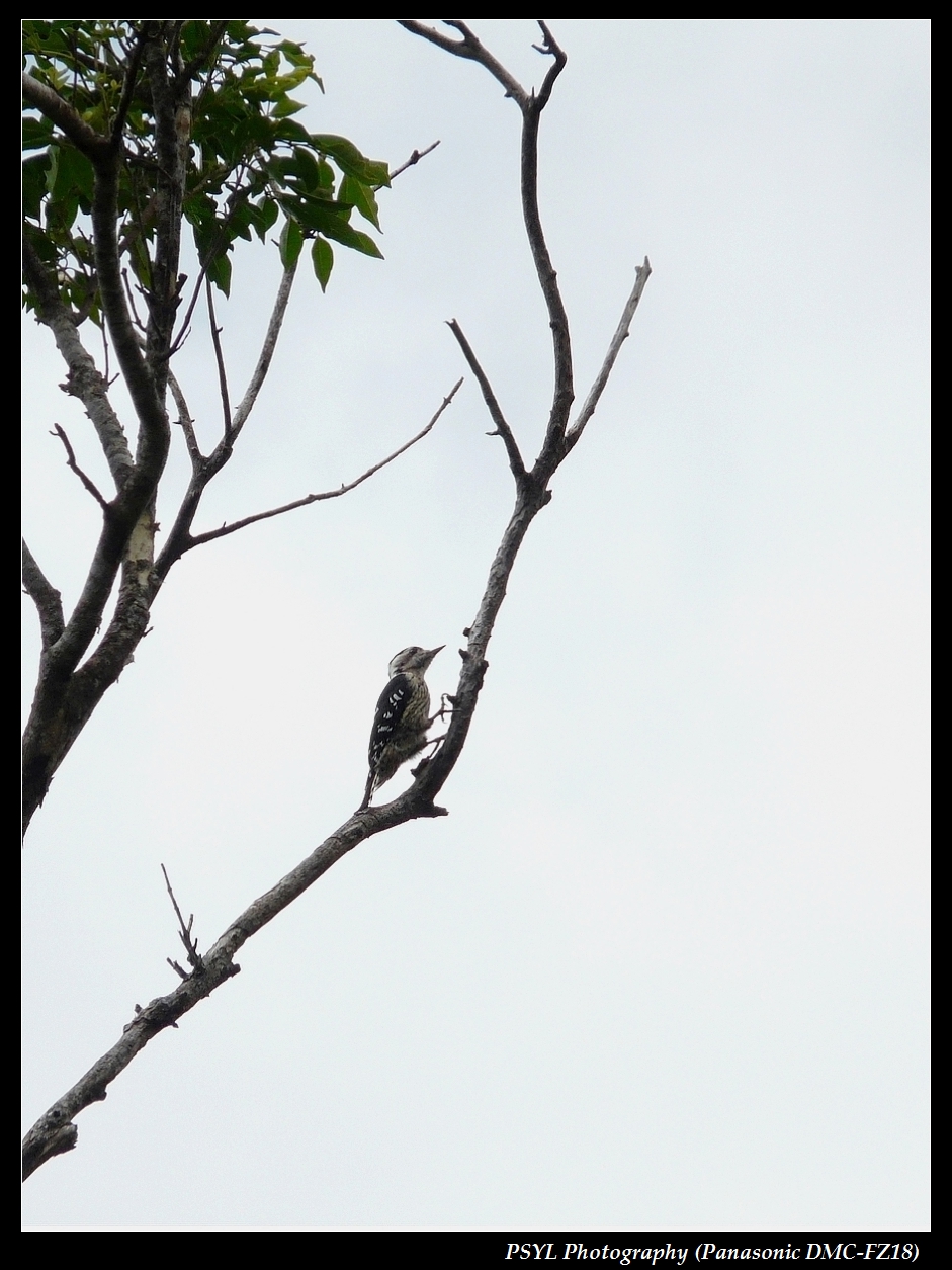 Grey-capped Pygmy Woodpecker (Dendrocopos canicapillus) - 小啄木