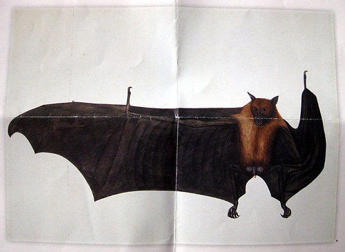 anatomically correct bat