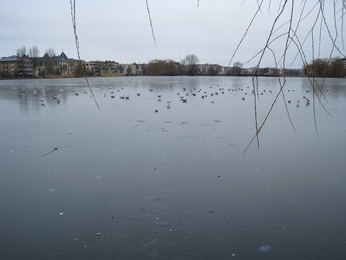 ducks on frozen pond 2