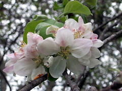 AppleBlossoms_51111l