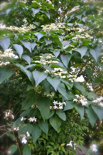 Clerodendron trichotomum: Harlequin Glorybower