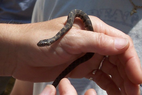 See animals, reptiles, trees, insects at Virginia State Parks