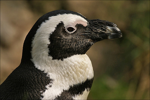 Portrait African Penguin