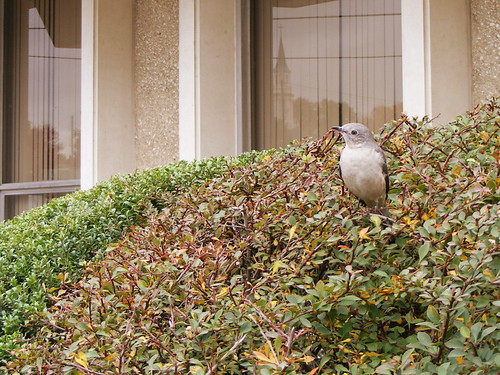 Bird, Ellsworth at Cedar