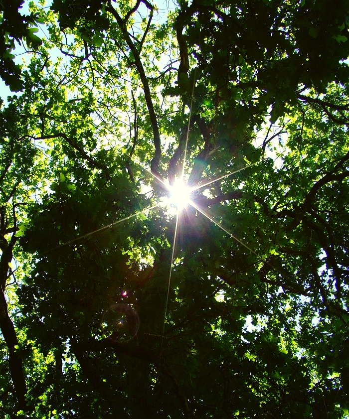 sun through an oak