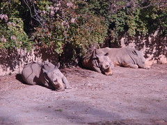 rhinos at rest