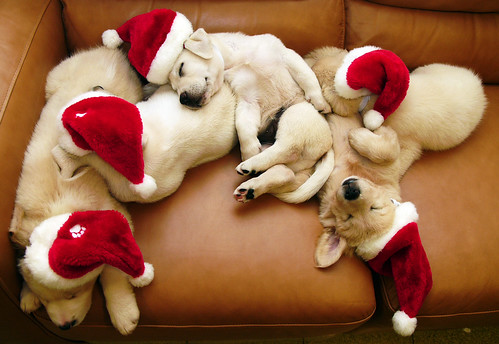 sleeping santa dogs