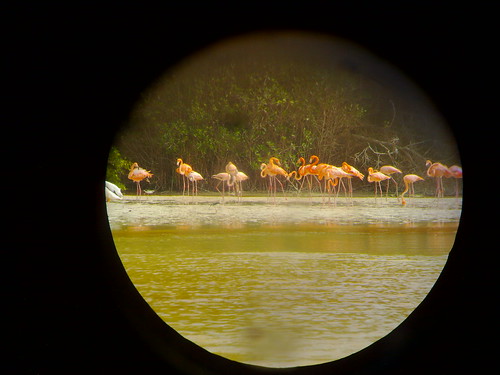 Flamingoes in close-up