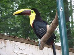 another toucan
