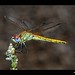 Sympetrum fonscolombei (2)