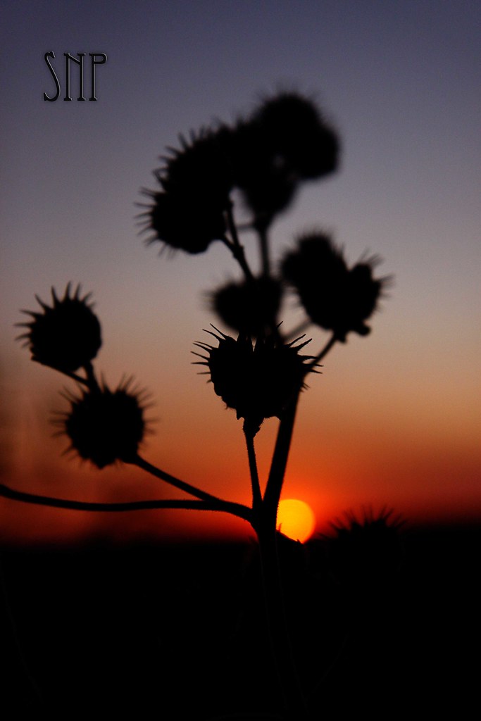 . sunset and weeds .