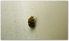 What Do Bedbugs Look Like