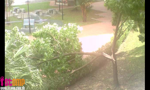  Tree at Bukit Batok West collapses due to strong winds