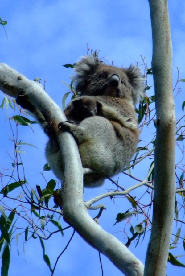 mama and baby koala 03