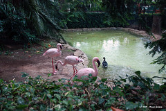 Flamingos (Phoenocopterus minor)