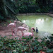 Flamingos (Phoenocopterus minor)