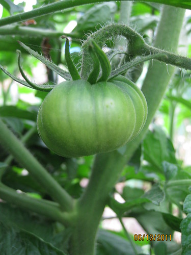 Black Krim tomato