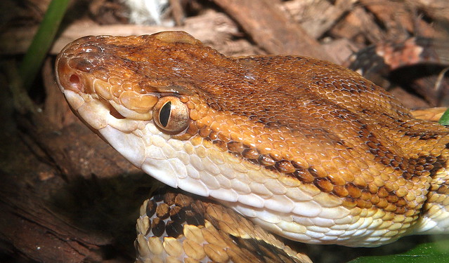 Tokara Habu, Habu Snakes, Japanese snakes