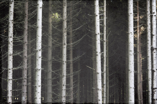 skog3