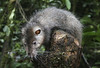 Sarang tikus 82cm ditemukan di gunung berapi