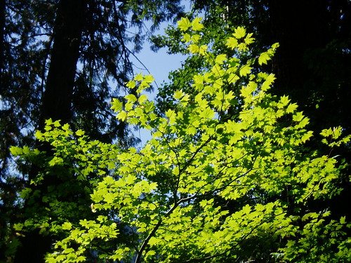 Acer circinatum backlit