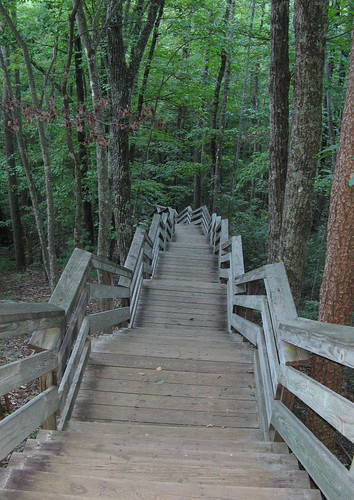 Stairs down into the woods