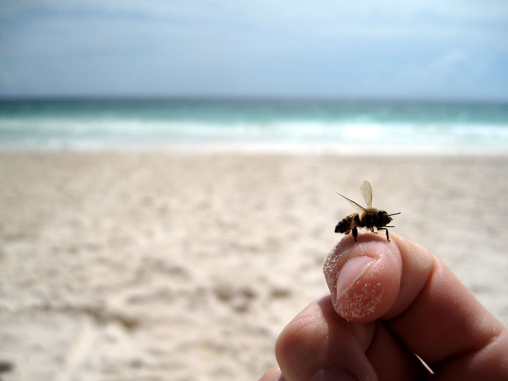 tulum: bee rescue