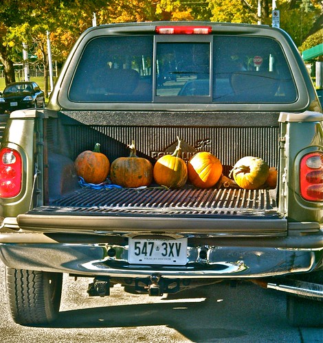bringing home the pumpkins
