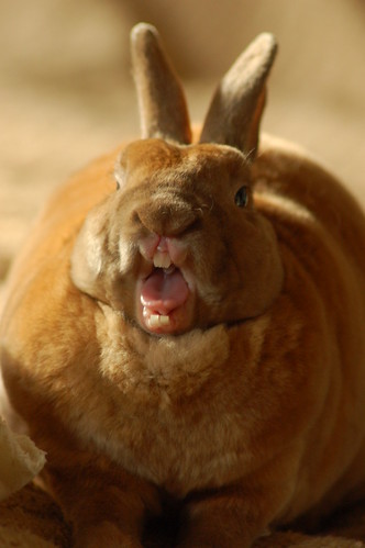 フリー画像|動物写真|哺乳類|小動物|兎/ウサギ|驚く|叫ぶ|フリー素材|