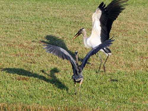 Great Blue vs Stork 20091119