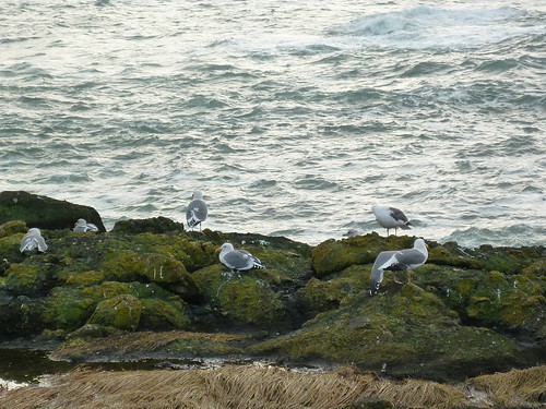 gulls like it