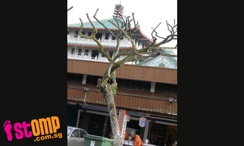  These 'botak' trees could fall and injure passers-by