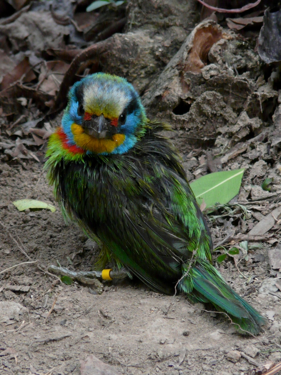 Wet Muller's Barbet (Megalaima nuchalis) - 五色鳥