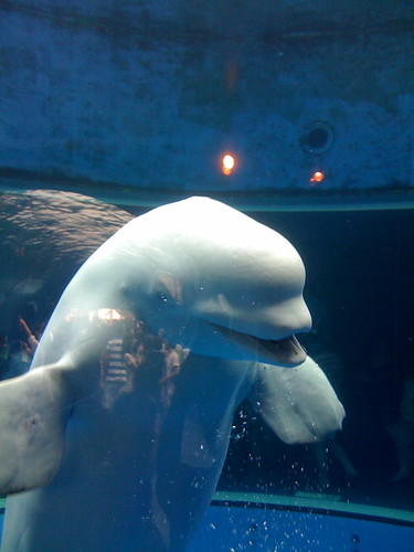 beluga whale. Smiling Beluga Whale