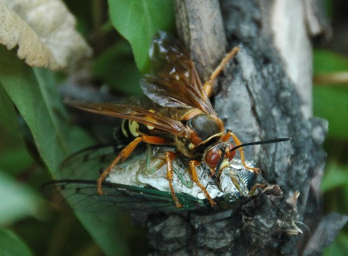 Spechius speciosus, Eastern Cicada Killer