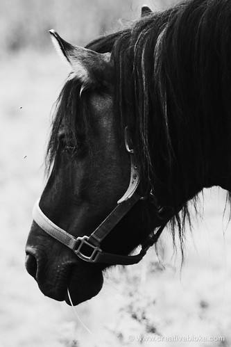 black and white pictures of horses. Horses head in Black and white