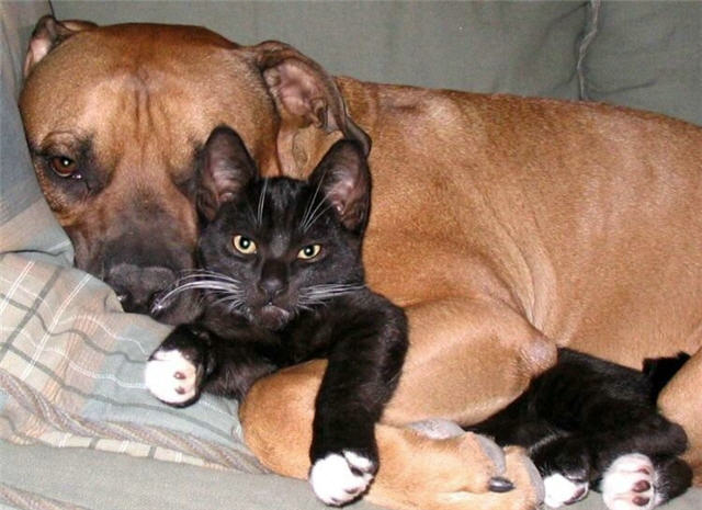 cats&dogs_12